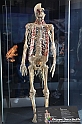 VBS_2952 - Sistema nervoso - Mostra Body Worlds